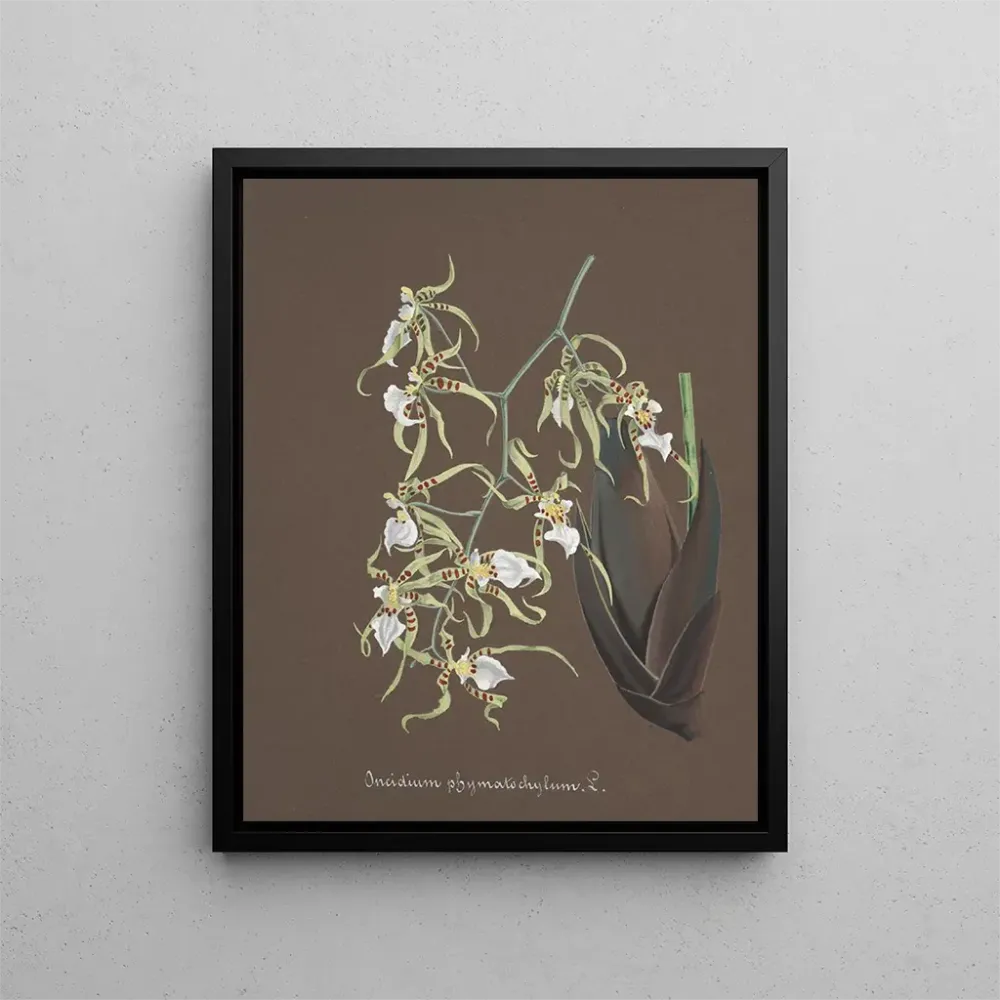 Obraz Kolekcja orchidei Pl81 - Anonim | Druk artystyczny