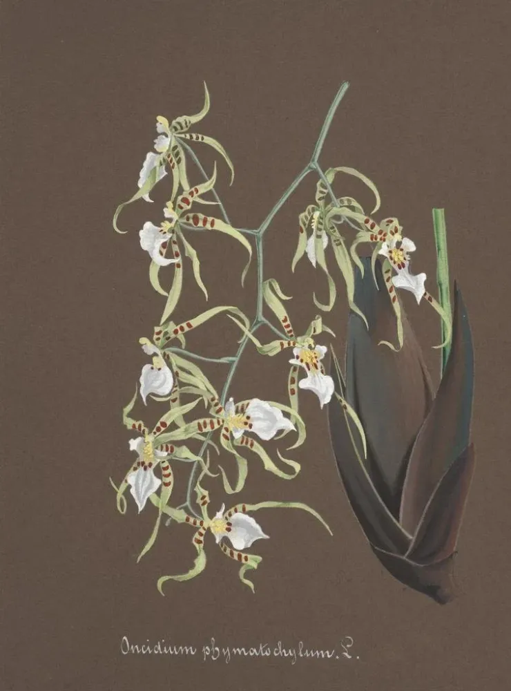 Obraz Kolekcja orchidei Pl81 - Anonim | Druk artystyczny