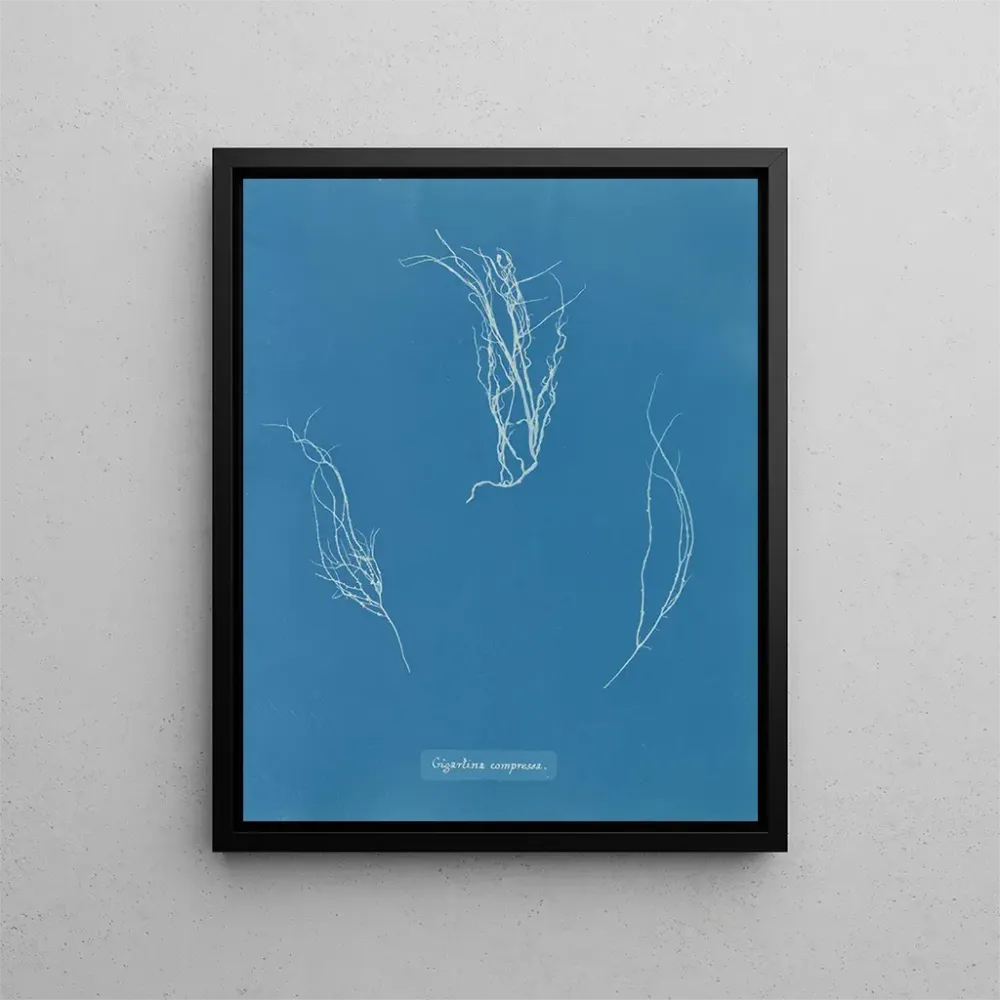 Obraz Kompresowany Gigartina - Anna Atkins | Druk artystyczny