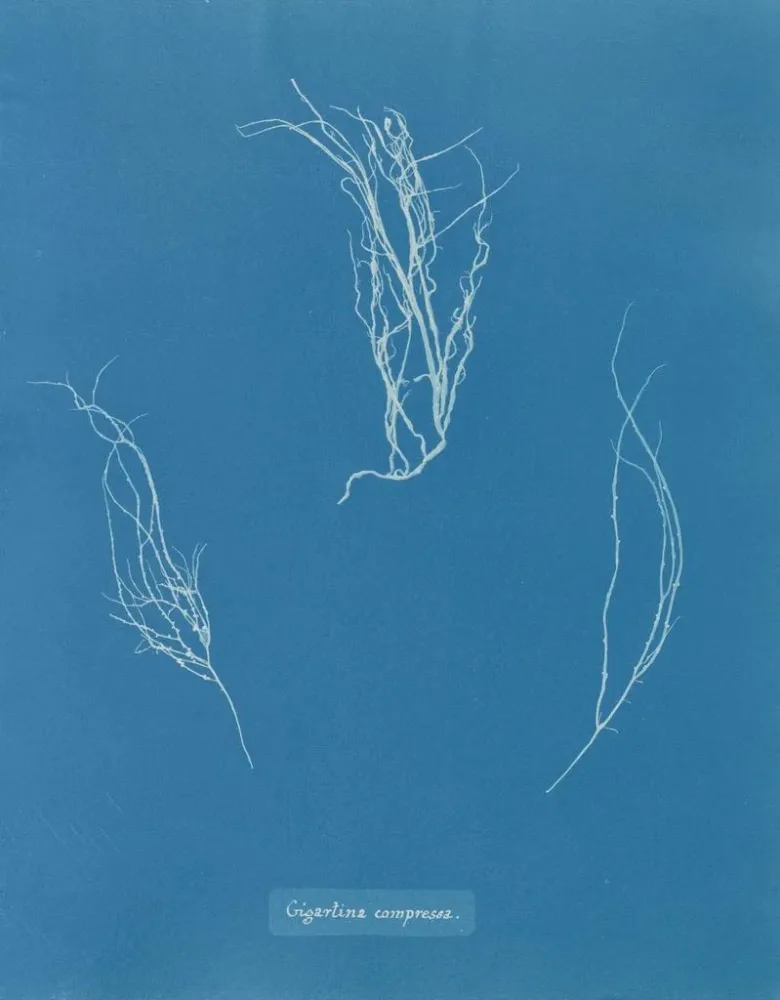 Obraz Kompresowany Gigartina - Anna Atkins | Druk artystyczny