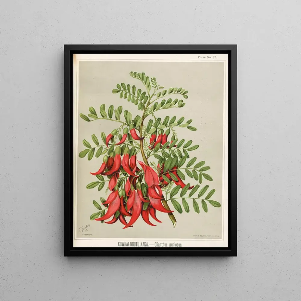 Obraz Kowhai Ngutu Kaka Clianthus puniceus - Sarah Featon | Druk artystyczny