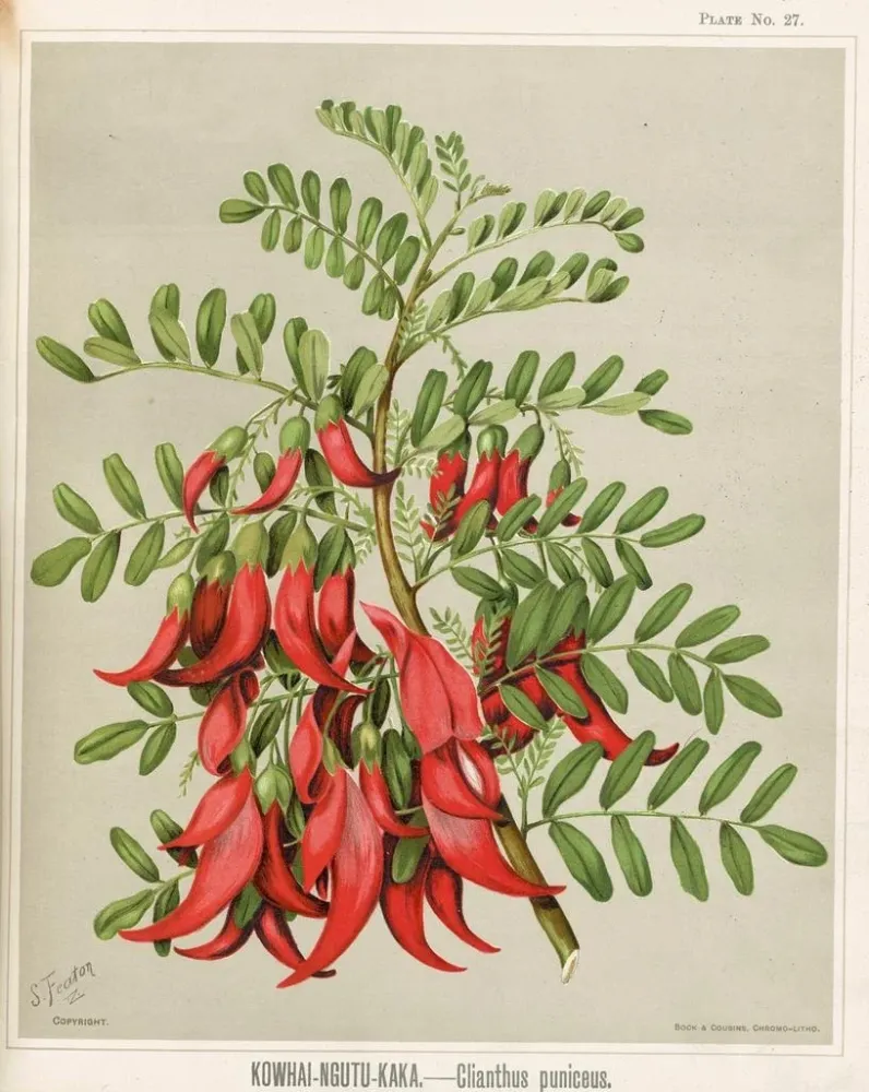 Obraz Kowhai Ngutu Kaka Clianthus puniceus - Sarah Featon | Druk artystyczny