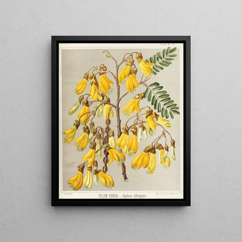 Obraz Kowhai żółta Sophora tetraptera, plansza 28 - Sarah Featon | Druk artystyczny