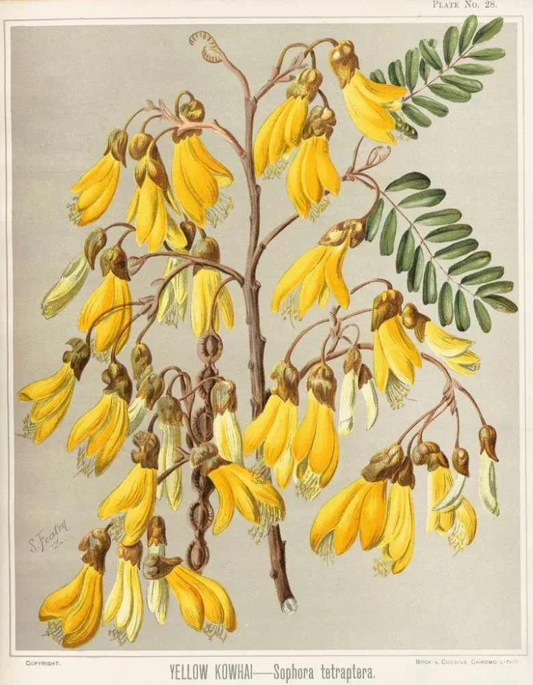 Obraz Kowhai żółta Sophora tetraptera, plansza 28 - Sarah Featon | Druk artystyczny