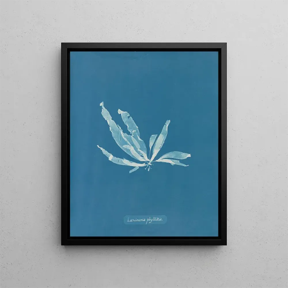 Obraz Laminaria phyllitis - Anna Atkins | Druk artystyczny
