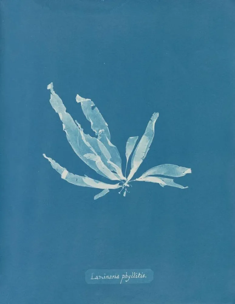Obraz Laminaria phyllitis - Anna Atkins | Druk artystyczny
