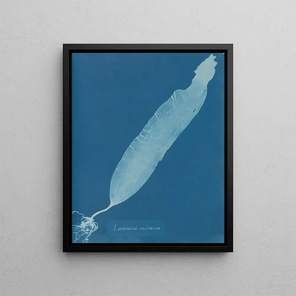 Obraz Laminaria saccharina - Anna Atkins | Druk artystyczny