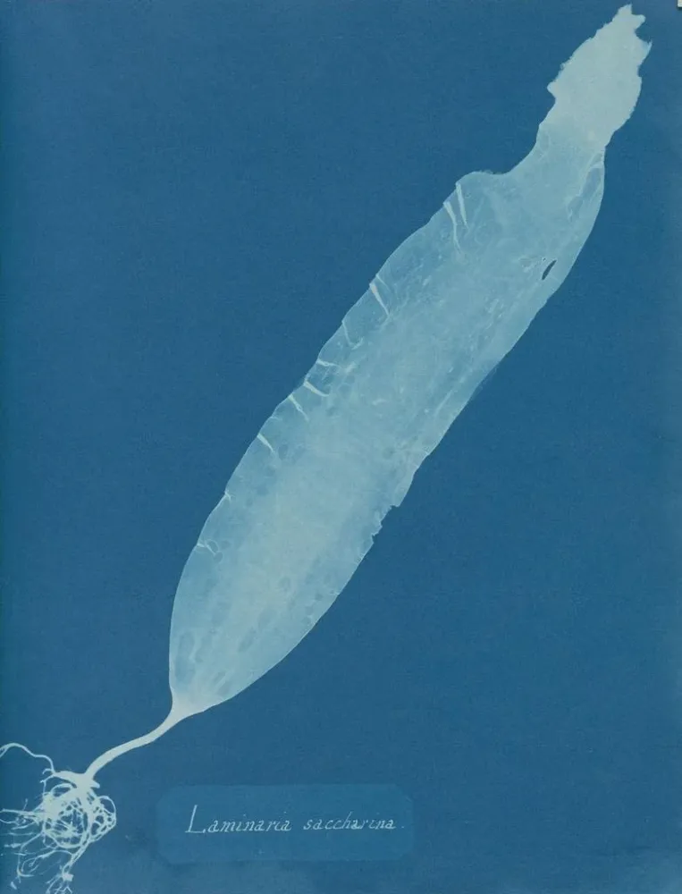 Obraz Laminaria saccharina - Anna Atkins | Druk artystyczny