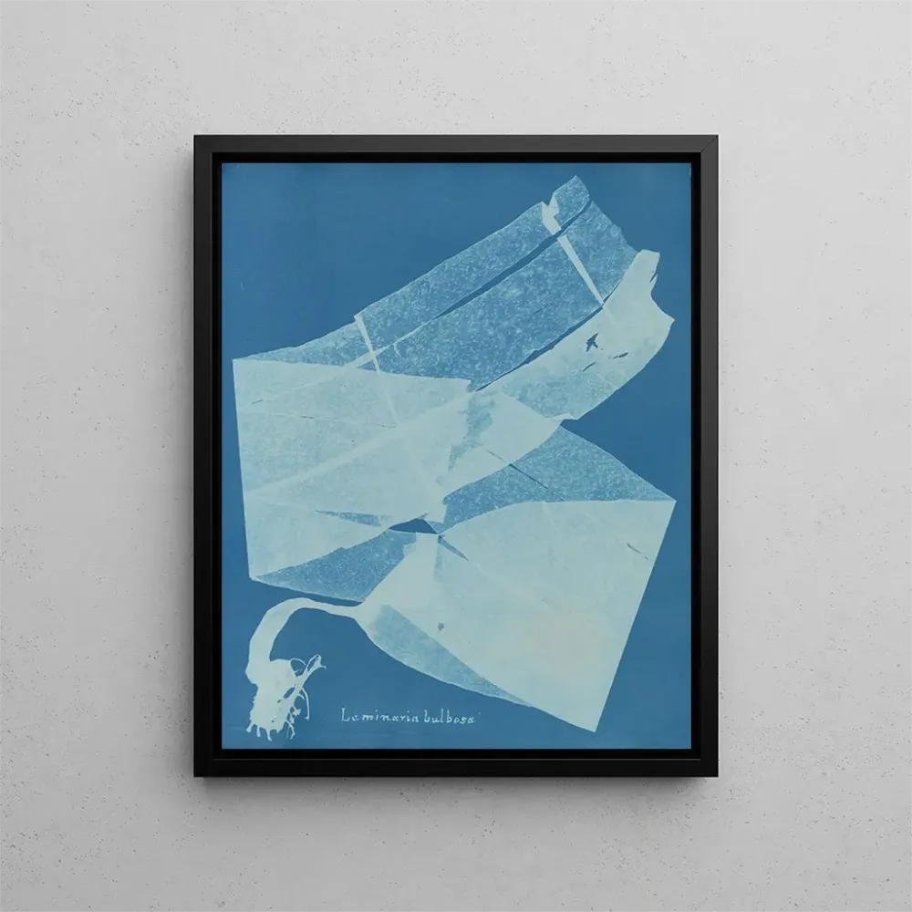 Obraz laminary bulbusowy - Anna Atkins | Druk artystyczny