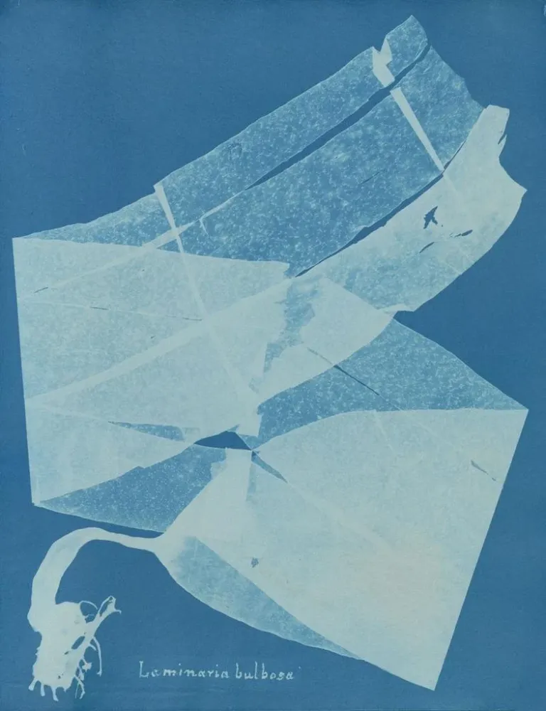Obraz laminary bulbusowy - Anna Atkins | Druk artystyczny