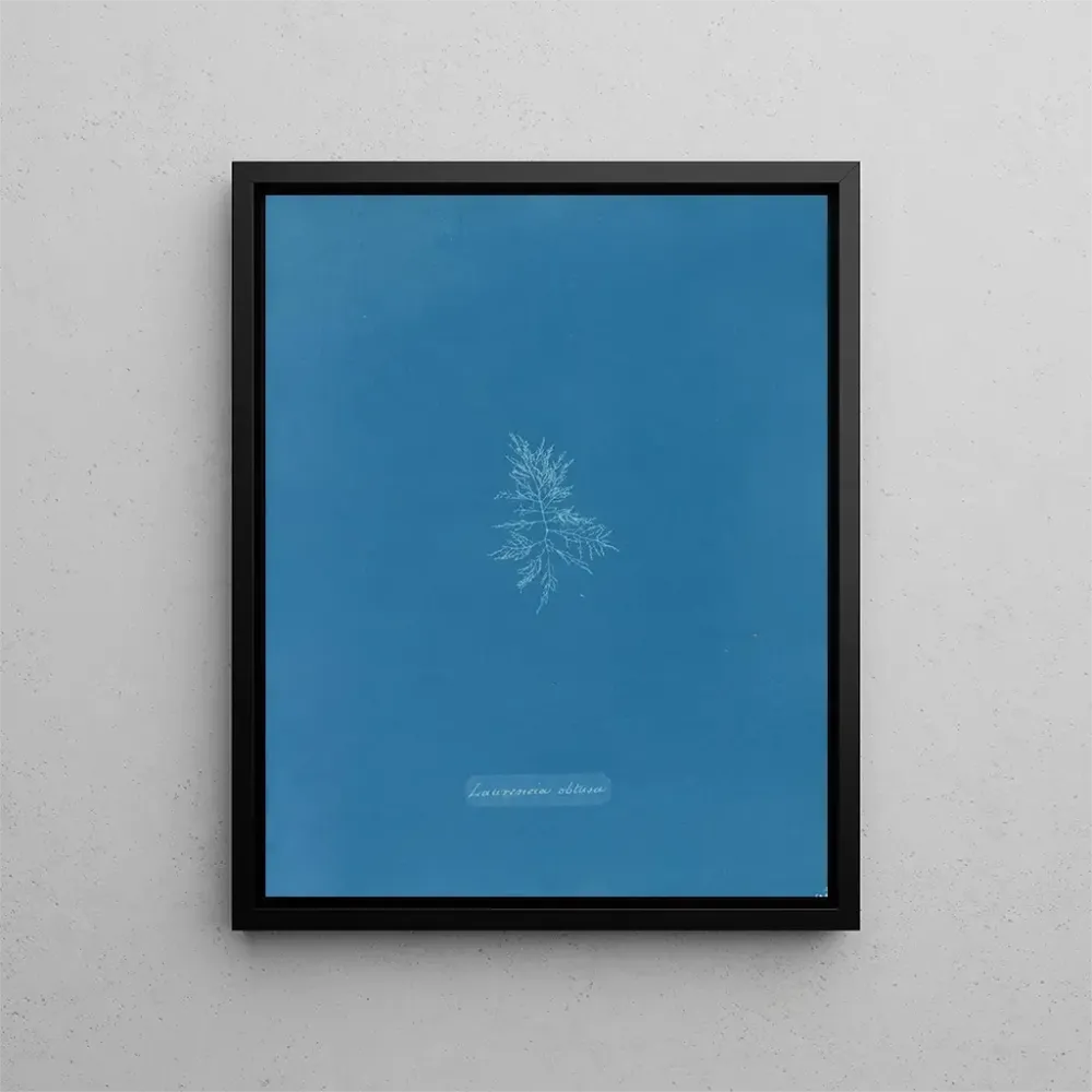 Obraz Laurence ł tępy - Anna Atkins | Druk artystyczny