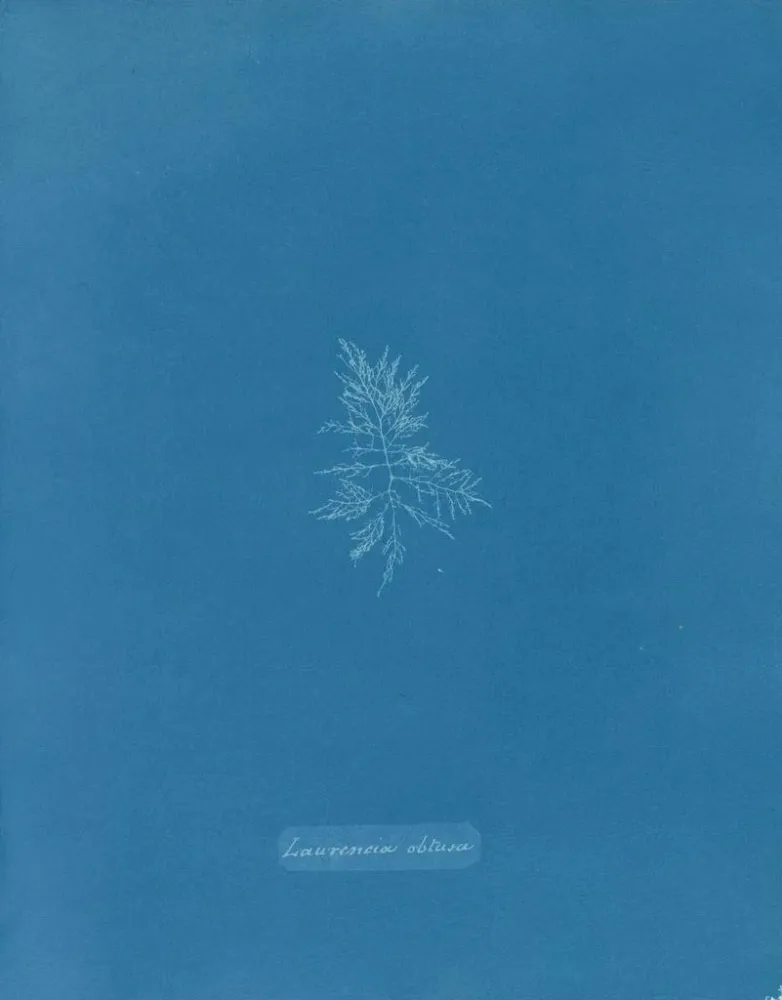 Obraz Laurence ł tępy - Anna Atkins | Druk artystyczny