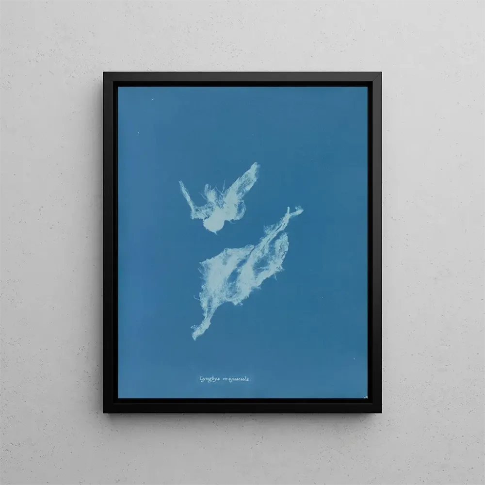 Obraz Lyngbya majuscula - Anna Atkins | Druk artystyczny