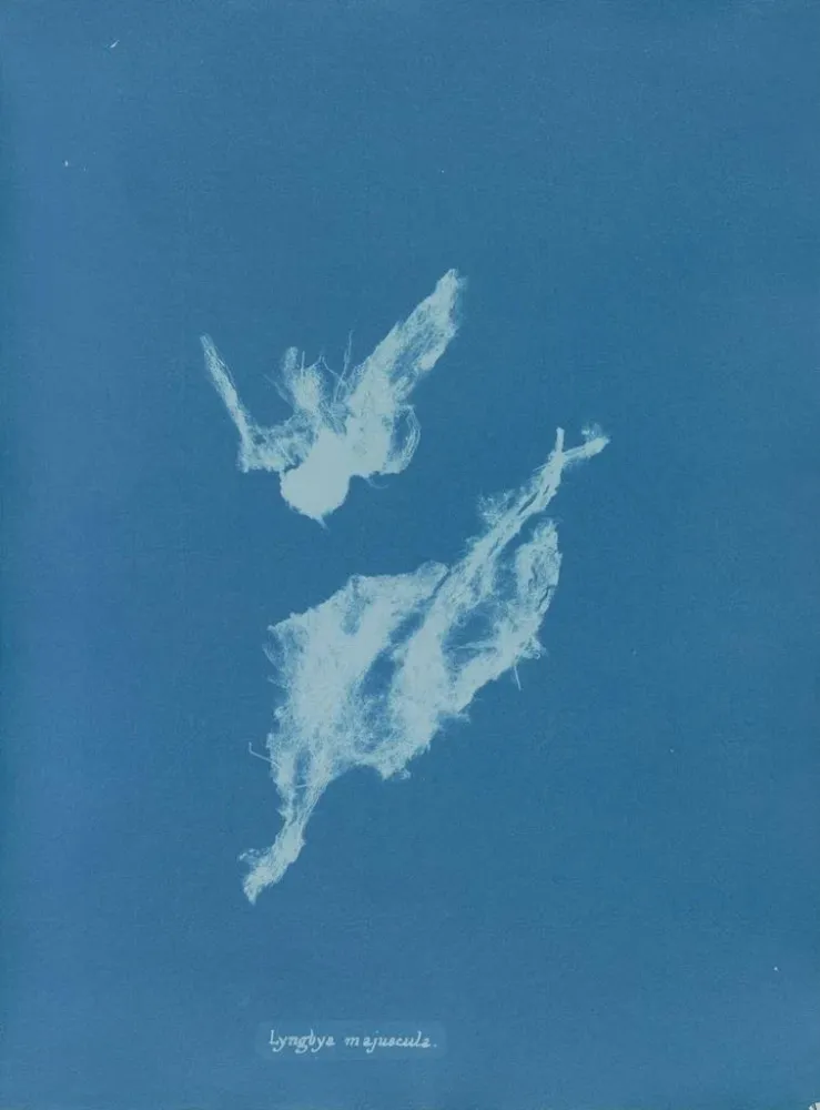 Obraz Lyngbya majuscula - Anna Atkins | Druk artystyczny