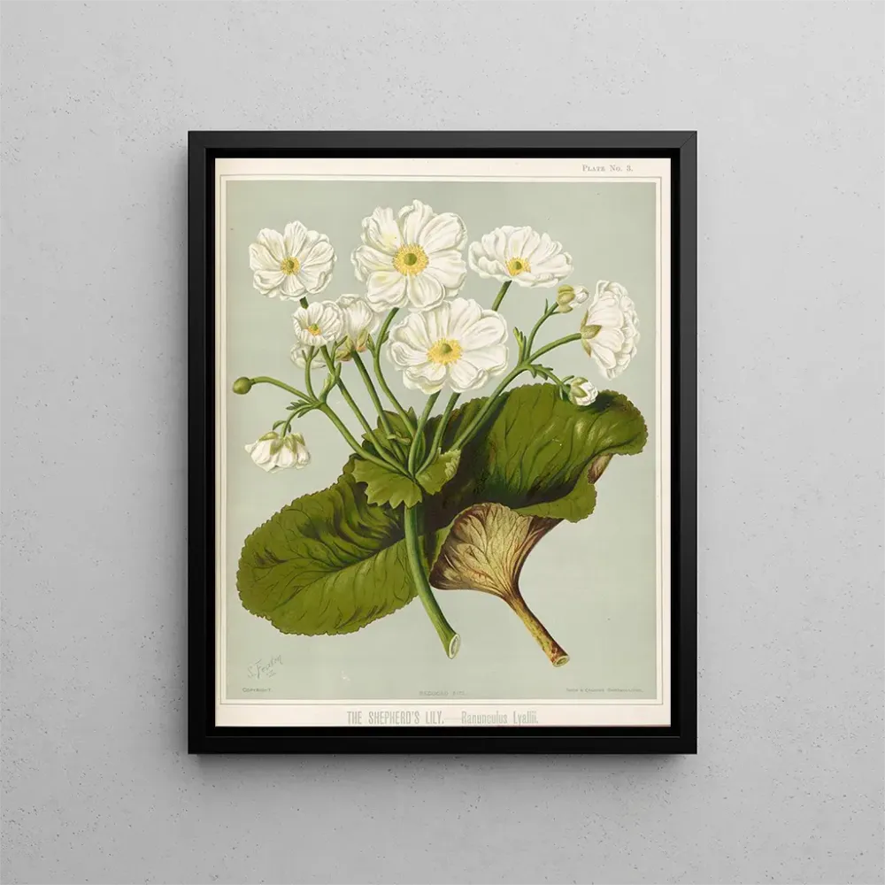 Obraz Le Lys des bergers Ranunculus lyallii, Planche 3 - Sarah Featon | Druk artystyczny