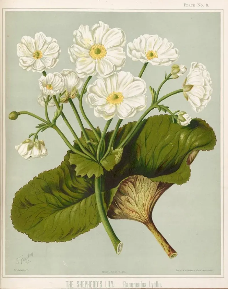 Obraz Le Lys des bergers Ranunculus lyallii, Planche 3 - Sarah Featon | Druk artystyczny