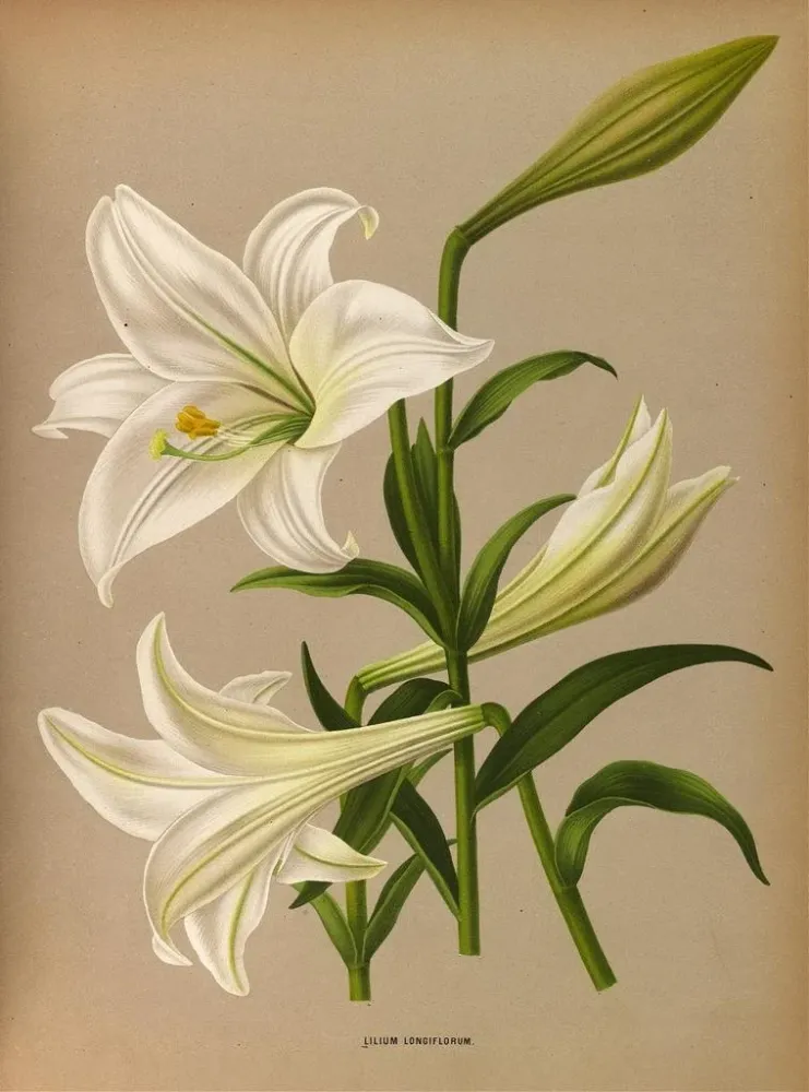 Obraz Lys longiflorum - Arentina Hendrica Arendsen | Druk artystyczny