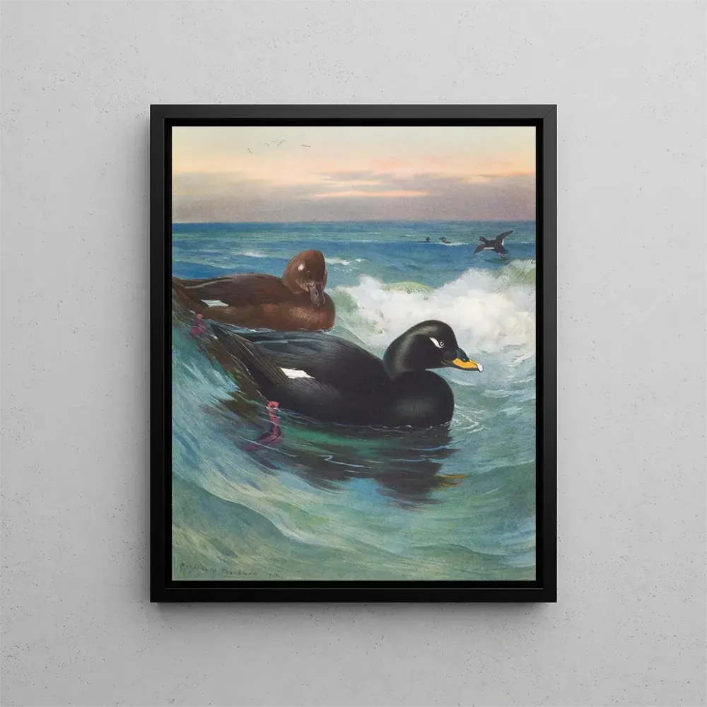 Obraz Macreuse à velours - Archibald Thorburn | Druk artystyczny