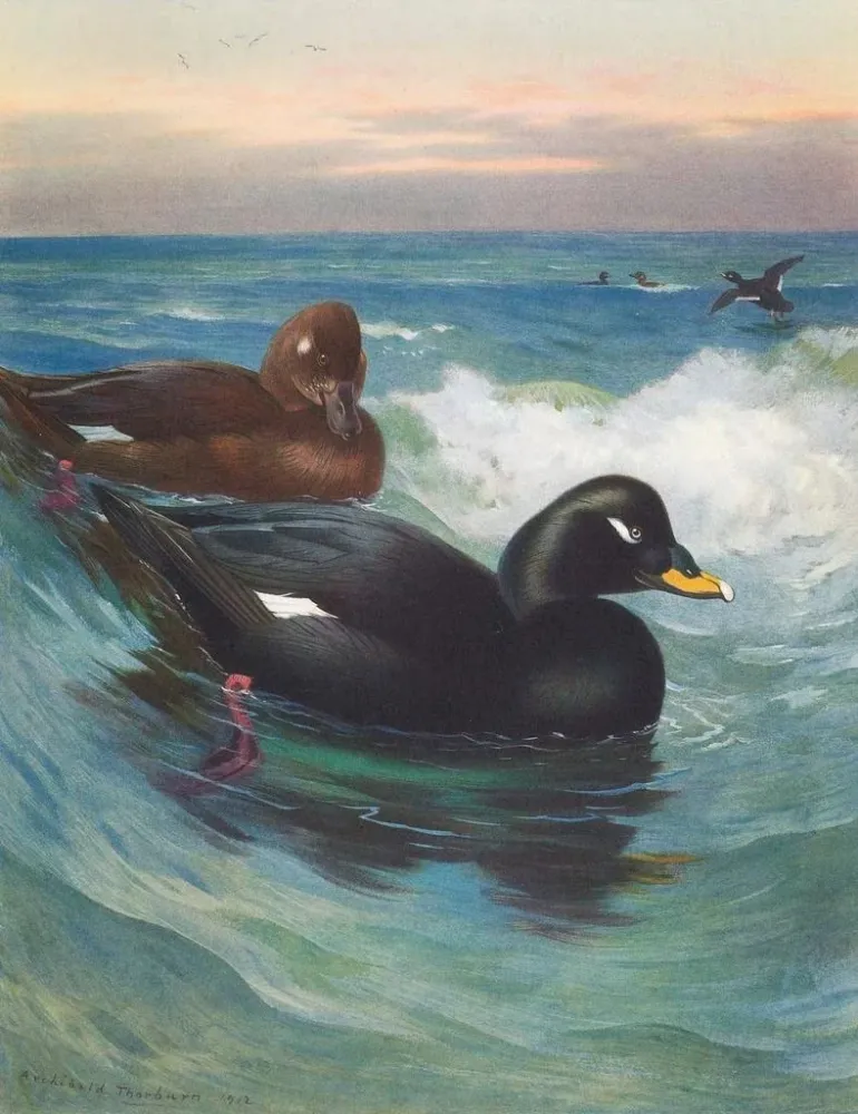 Obraz Macreuse à velours - Archibald Thorburn | Druk artystyczny