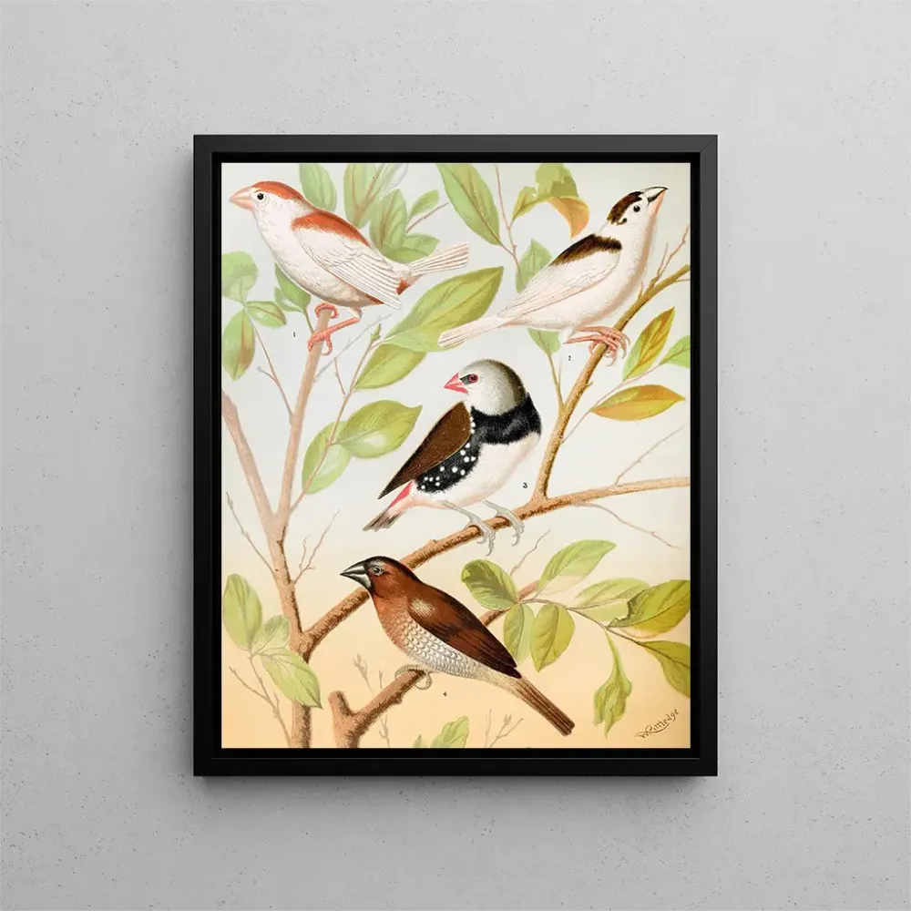 Obraz Mannkins pie, diamant, moineau muscade ou oiseau épice - W. . Blakston | Druk artystyczny