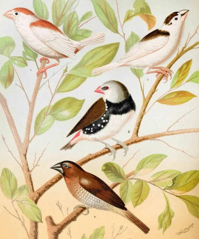 Obraz Mannkins pie, diamant, moineau muscade ou oiseau épice - W. . Blakston | Druk artystyczny