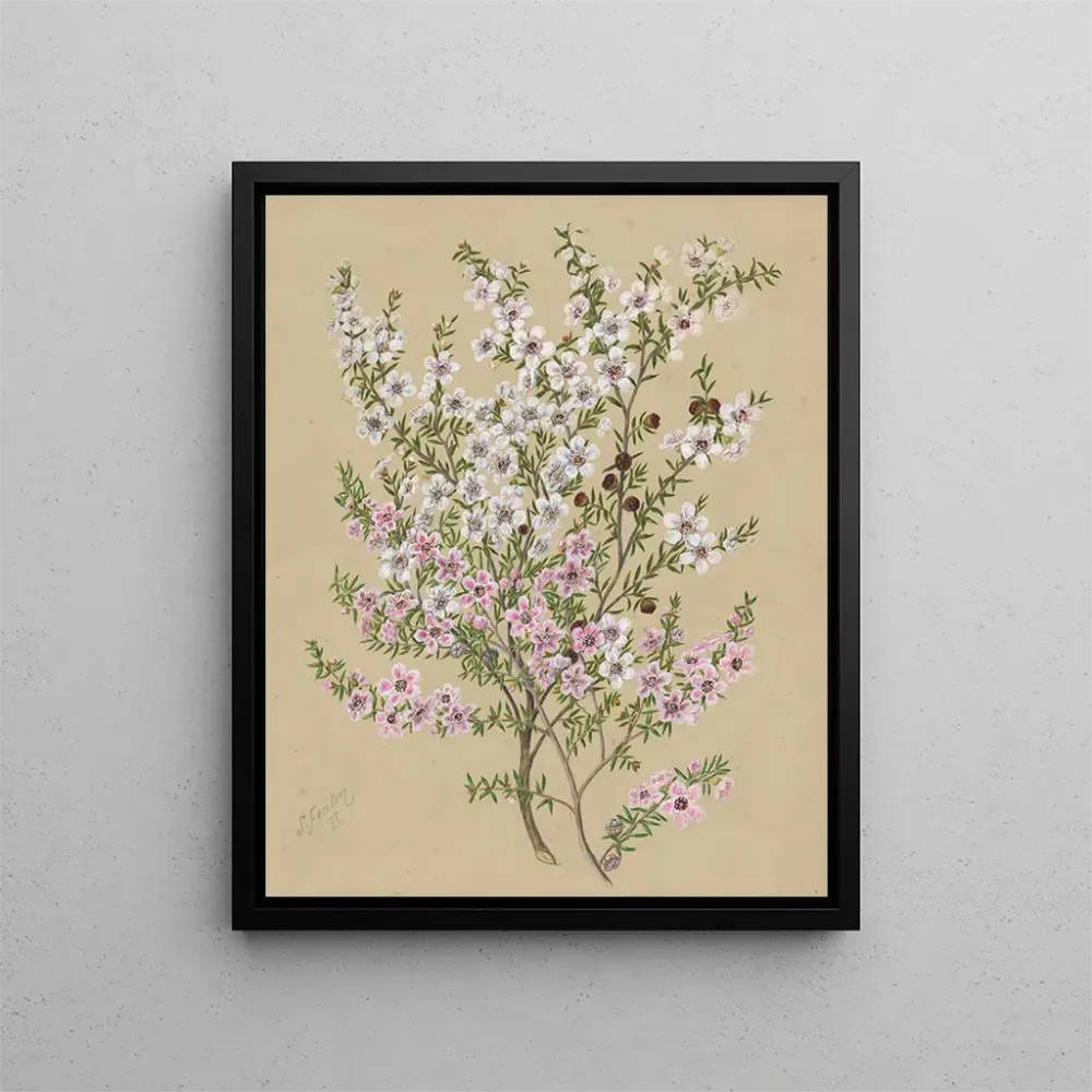 Obraz Manuka Leptospermum scoparium - Sarah Featon | Druk artystyczny