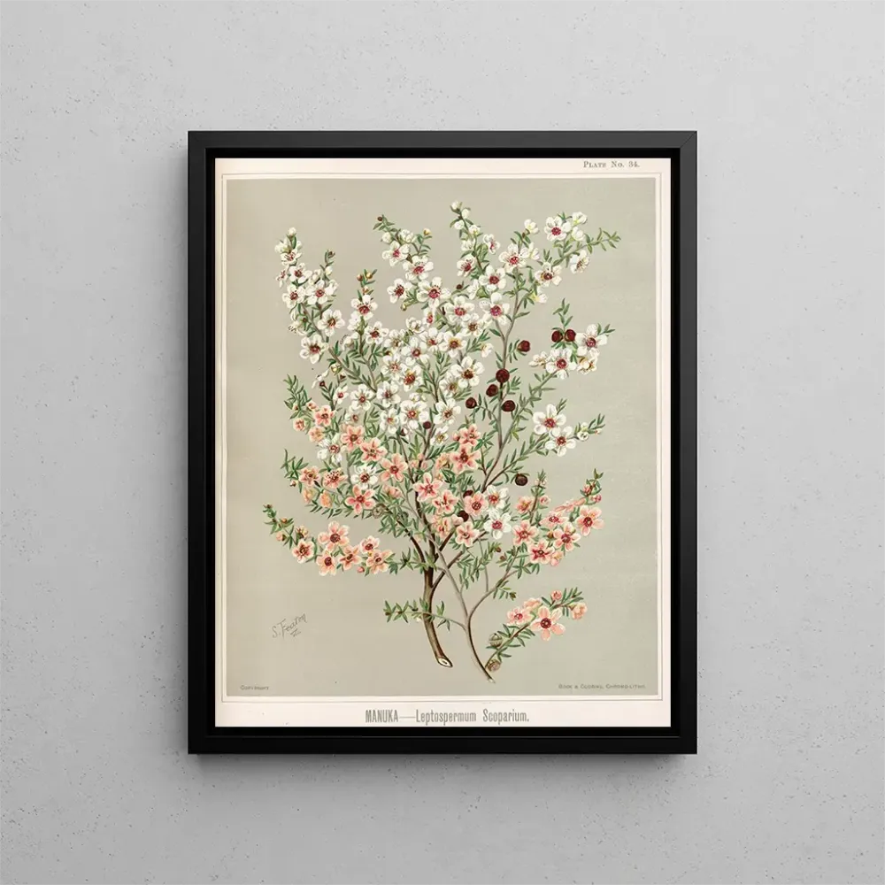 Obraz Manuka Leptospermum scoparium - Sarah Featon | Druk artystyczny