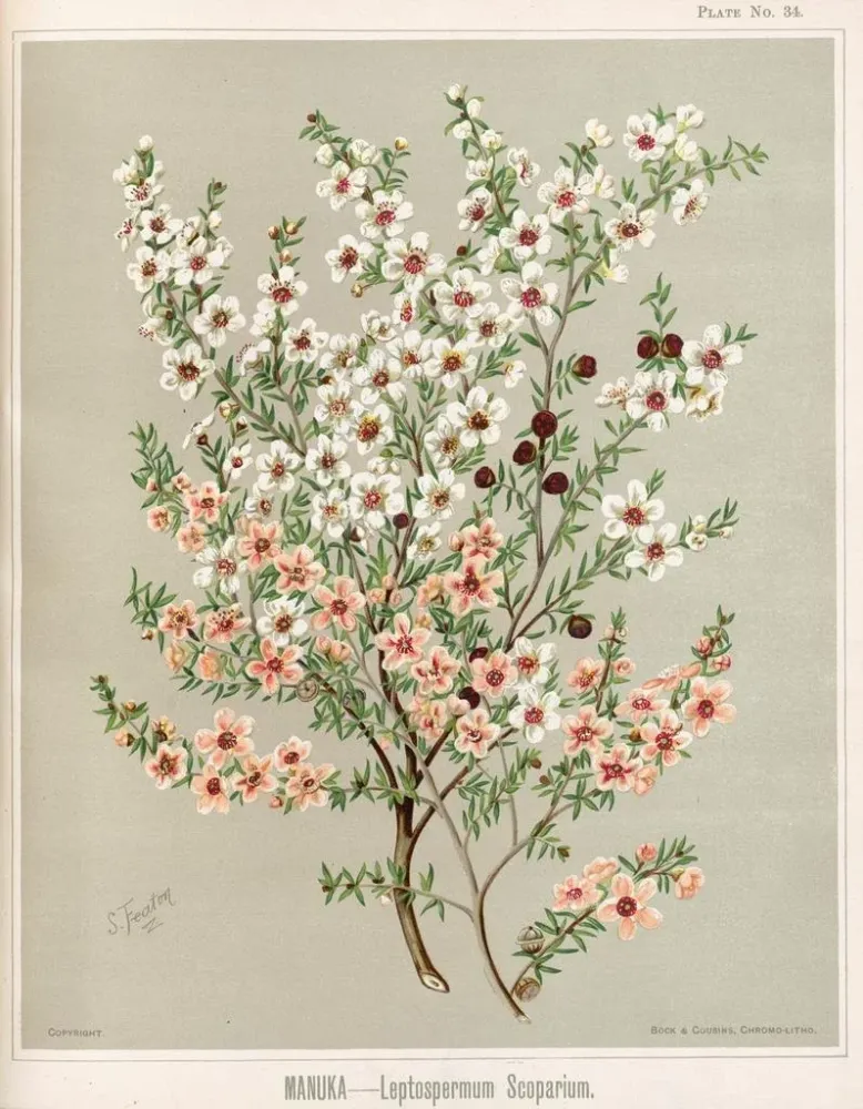 Obraz Manuka Leptospermum scoparium - Sarah Featon | Druk artystyczny