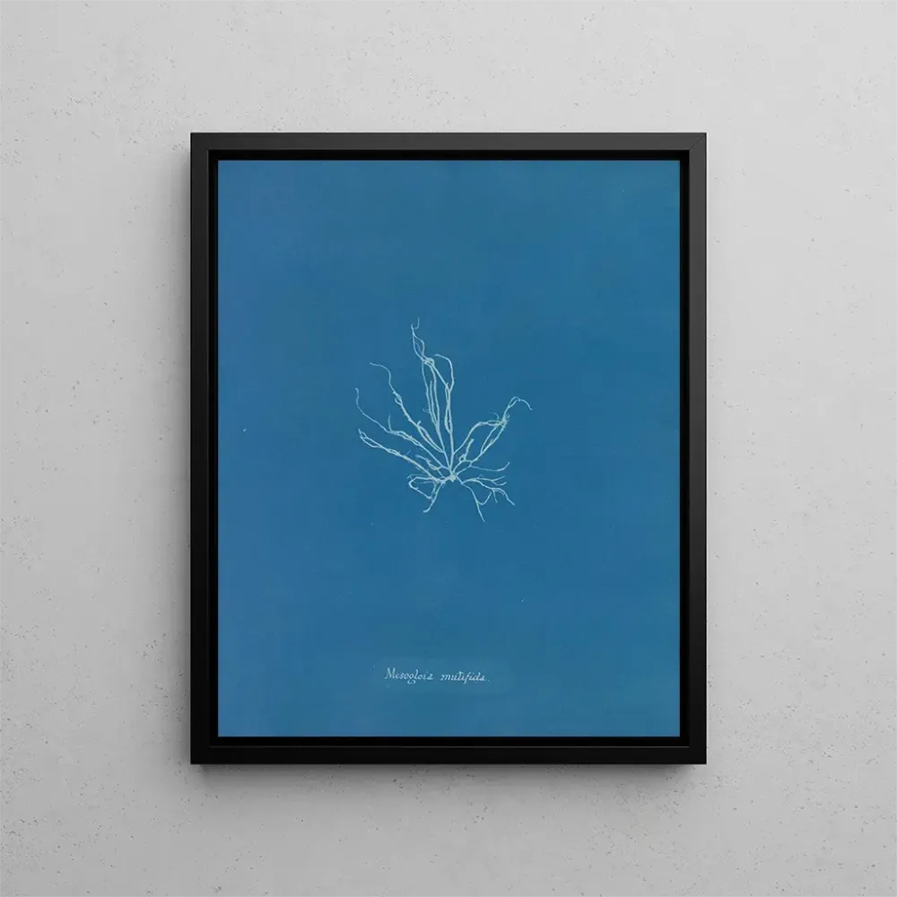 Obraz Mesogloia mutifida - Anna Atkins | Druk artystyczny