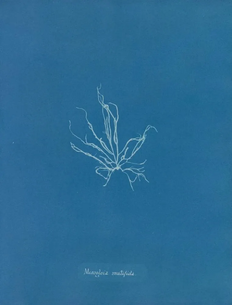 Obraz Mesogloia mutifida - Anna Atkins | Druk artystyczny