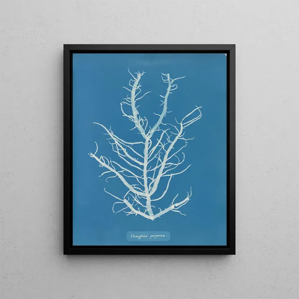 Obraz Mesogloia purpurea - Anna Atkins | Druk artystyczny