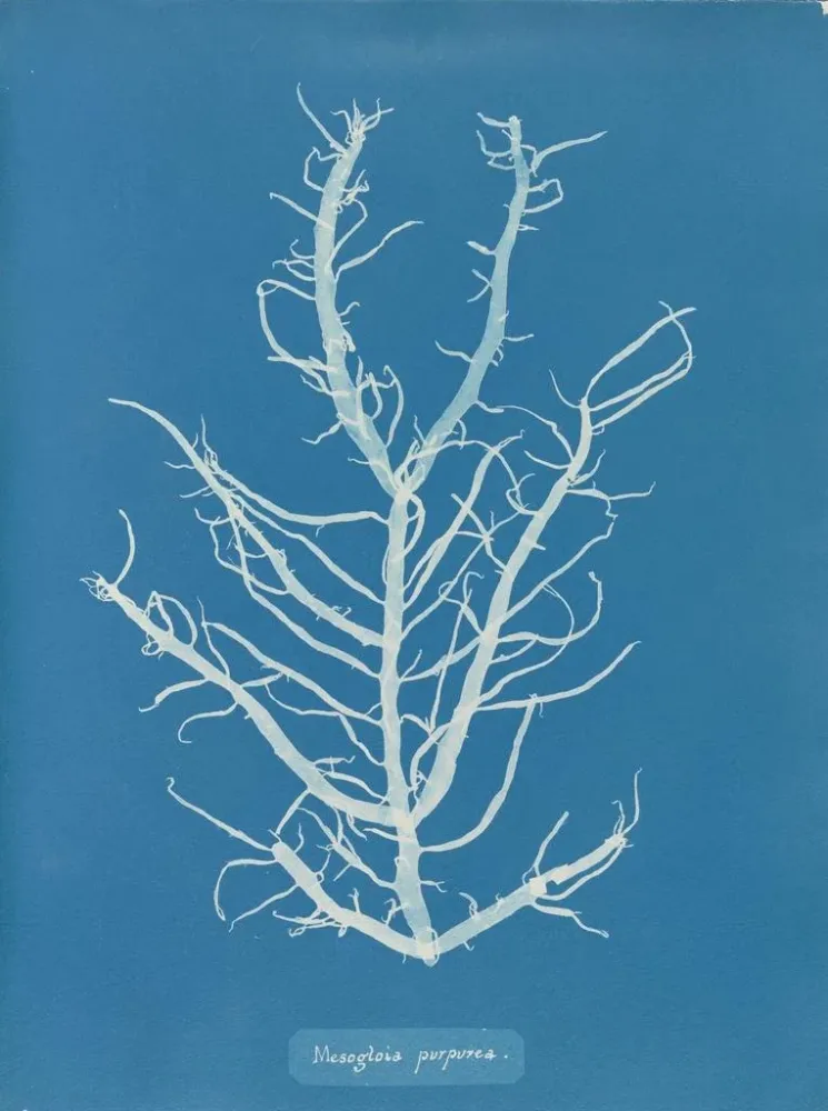 Obraz Mesogloia purpurea - Anna Atkins | Druk artystyczny