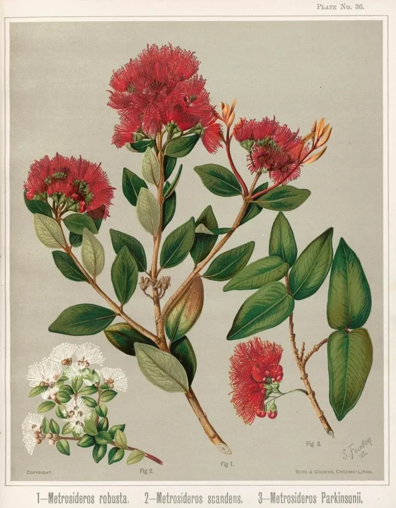 Obraz 1 Metrosideros robusta 2 Metrosideros scandens 3 Metrosideros parkinsonii - Sarah Featon | Druk artystyczny
