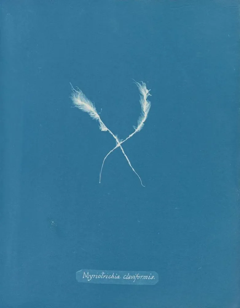 Obraz Myriotrichia claviformis - Anna Atkins | Druk artystyczny