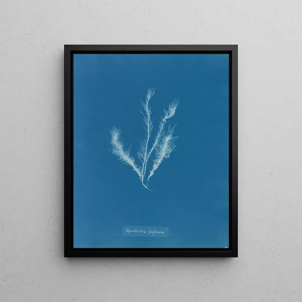 Obraz Myriotrichia filiformis - Anna Atkins | Druk artystyczny