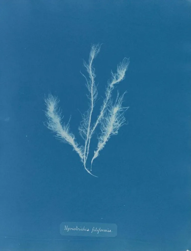 Obraz Myriotrichia filiformis - Anna Atkins | Druk artystyczny