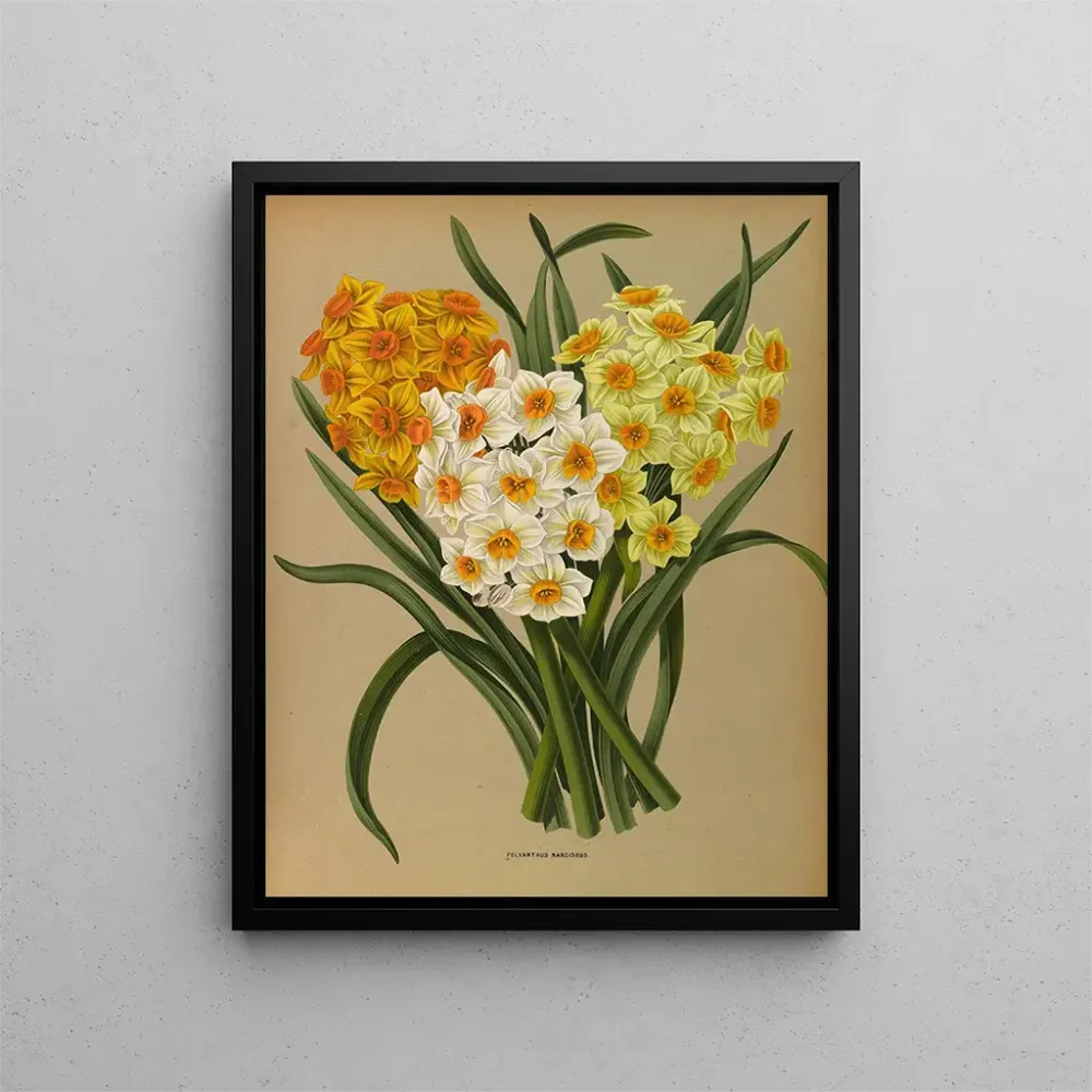 Obraz Narcisse Polyanthus - Arentina Hendrica Arendsen | Druk artystyczny