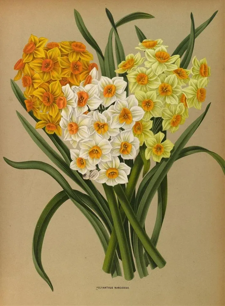Obraz Narcisse Polyanthus - Arentina Hendrica Arendsen | Druk artystyczny