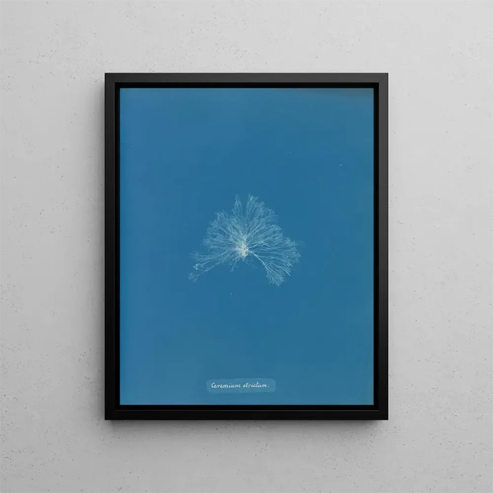 Obraz Nieprzemakalna ceramika - Anna Atkins | Druk artystyczny