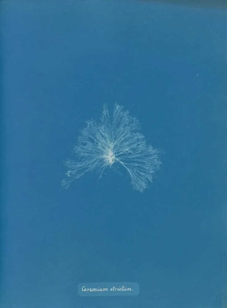 Obraz Nieprzemakalna ceramika - Anna Atkins | Druk artystyczny
