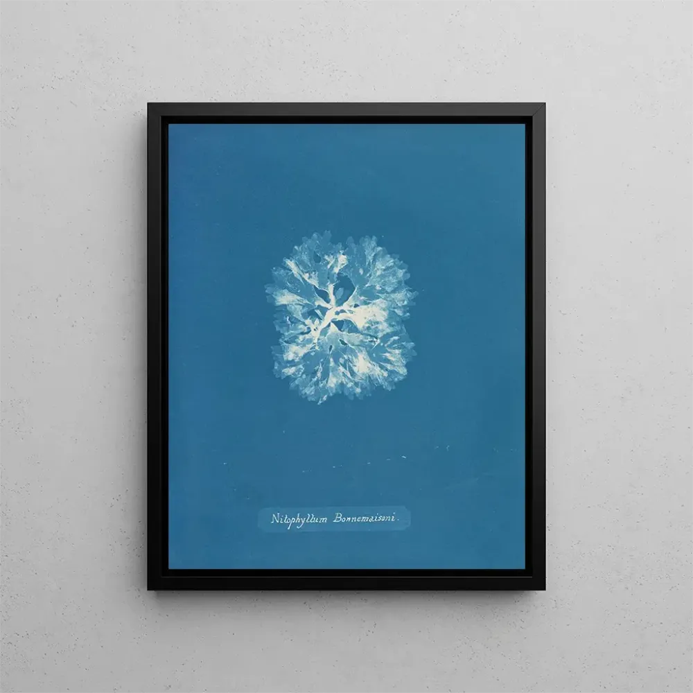 Obraz Nitophyllum Bonnemaisoni - Anna Atkins | Druk artystyczny