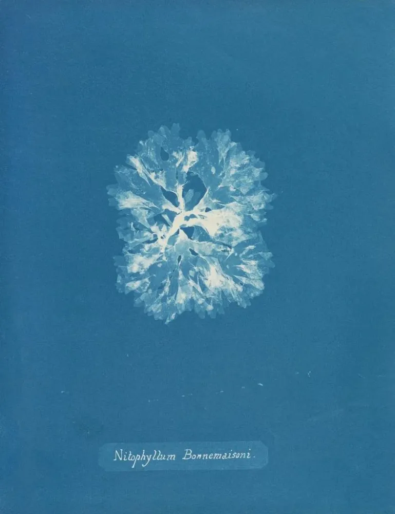 Obraz Nitophyllum Bonnemaisoni - Anna Atkins | Druk artystyczny