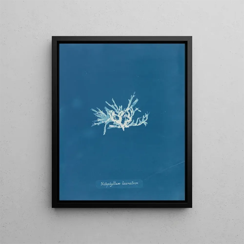 Obraz Nitophyllum laceratum - Anna Atkins | Druk artystyczny