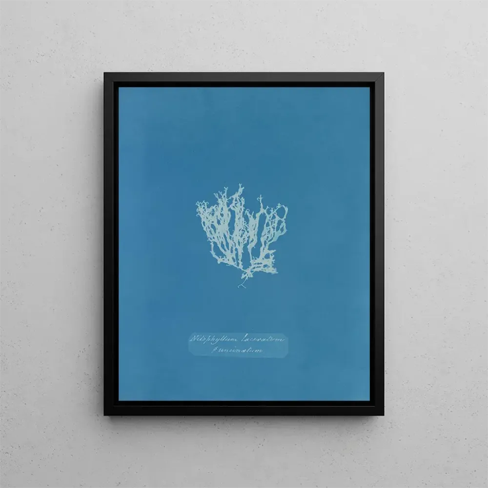 Obraz Nitophyllum laceratum - Anna Atkins | Druk artystyczny