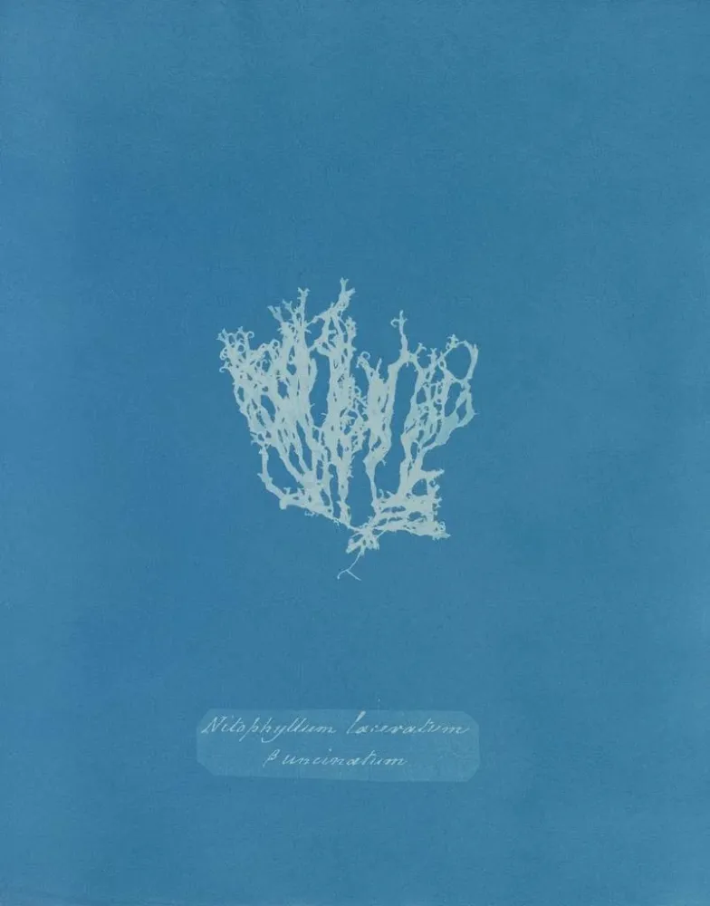 Obraz Nitophyllum laceratum - Anna Atkins | Druk artystyczny