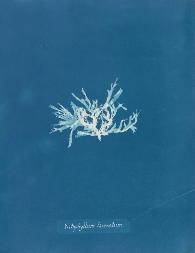Obraz Nitophyllum lacéré - Anna Atkins | Druk artystyczny