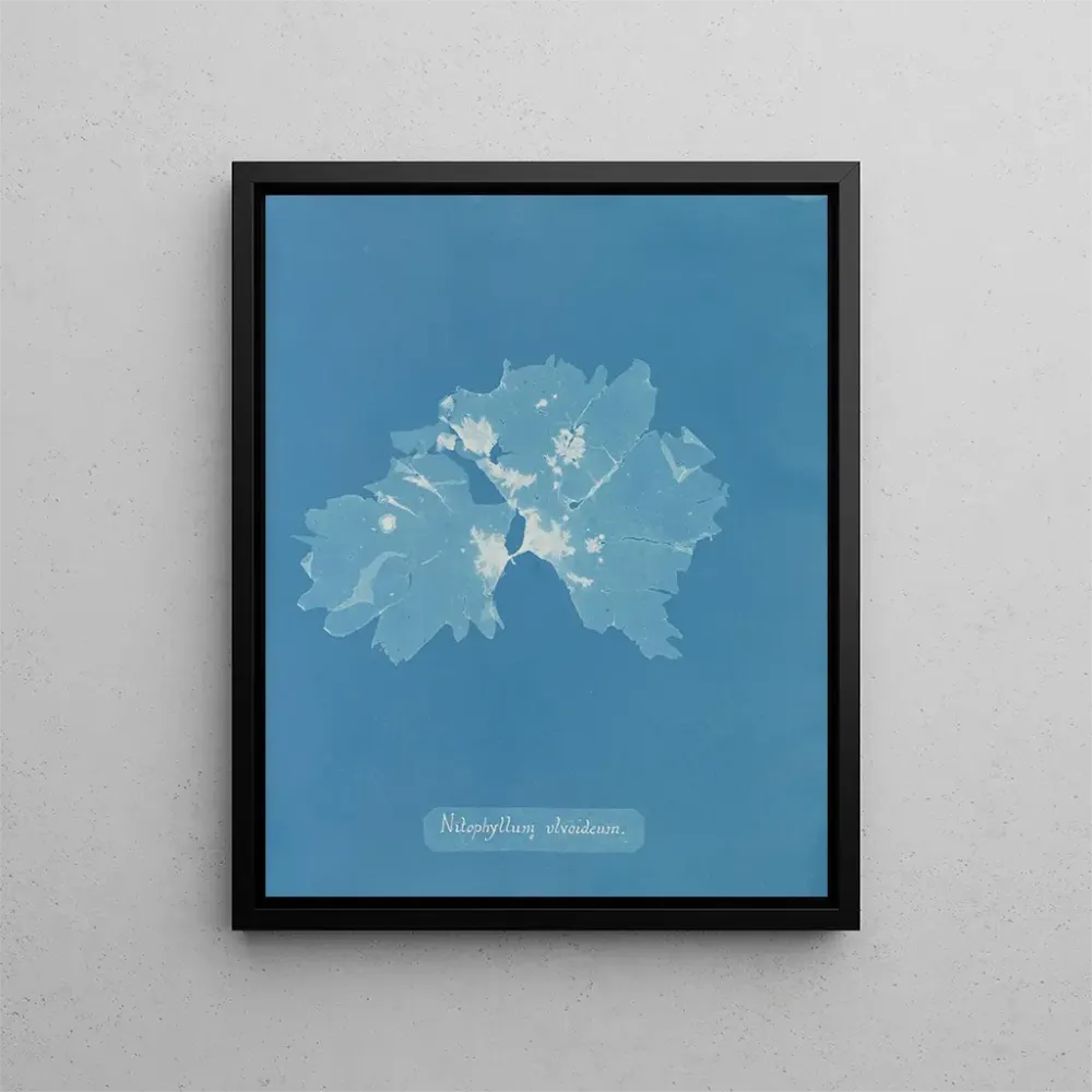 Obraz Nitophyllum ulvoideum - Anna Atkins | Druk artystyczny