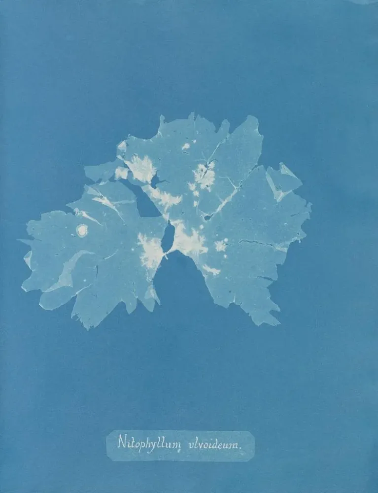 Obraz Nitophyllum ulvoideum - Anna Atkins | Druk artystyczny