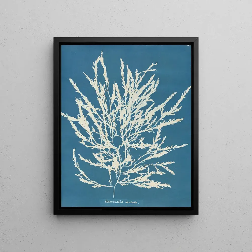 Obraz Odonthalie dentée - Anna Atkins | Druk artystyczny