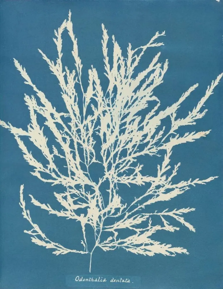 Obraz Odonthalie dentée - Anna Atkins | Druk artystyczny
